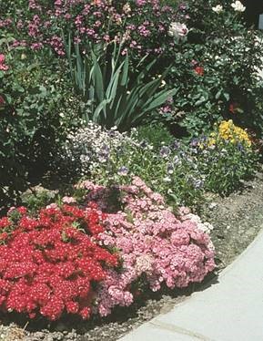 Dianthus